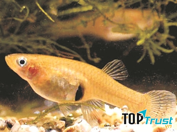 Thả cá vào tất cả các vật chứa nước trong nhà