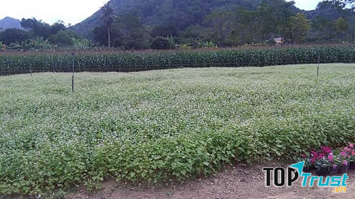 Vườn hoa nơi đây nổi bật với sắc trắng rộng lớn