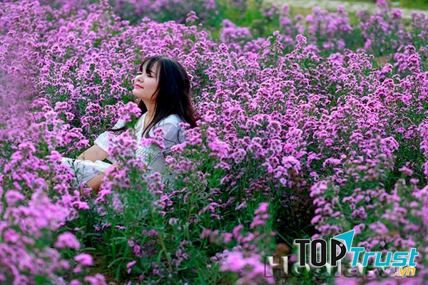 Hoa Tam giác mạch