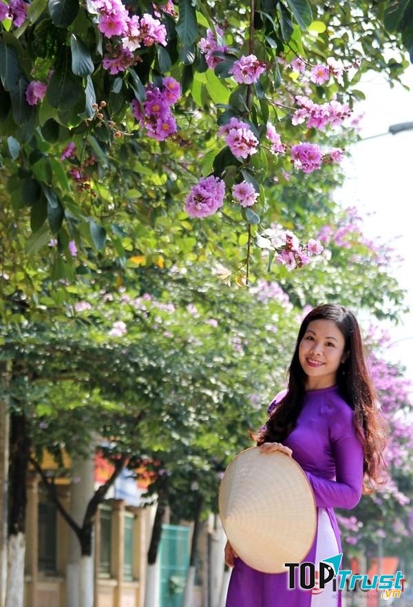 Hoa  Bằng Lăng tím