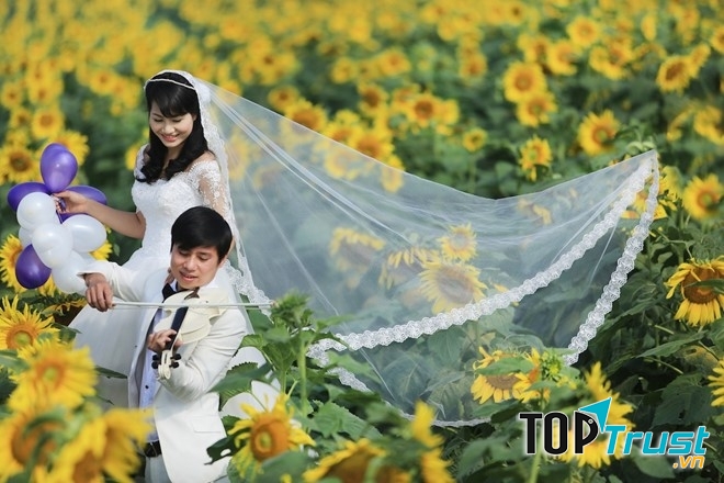 Hoa hướng dương