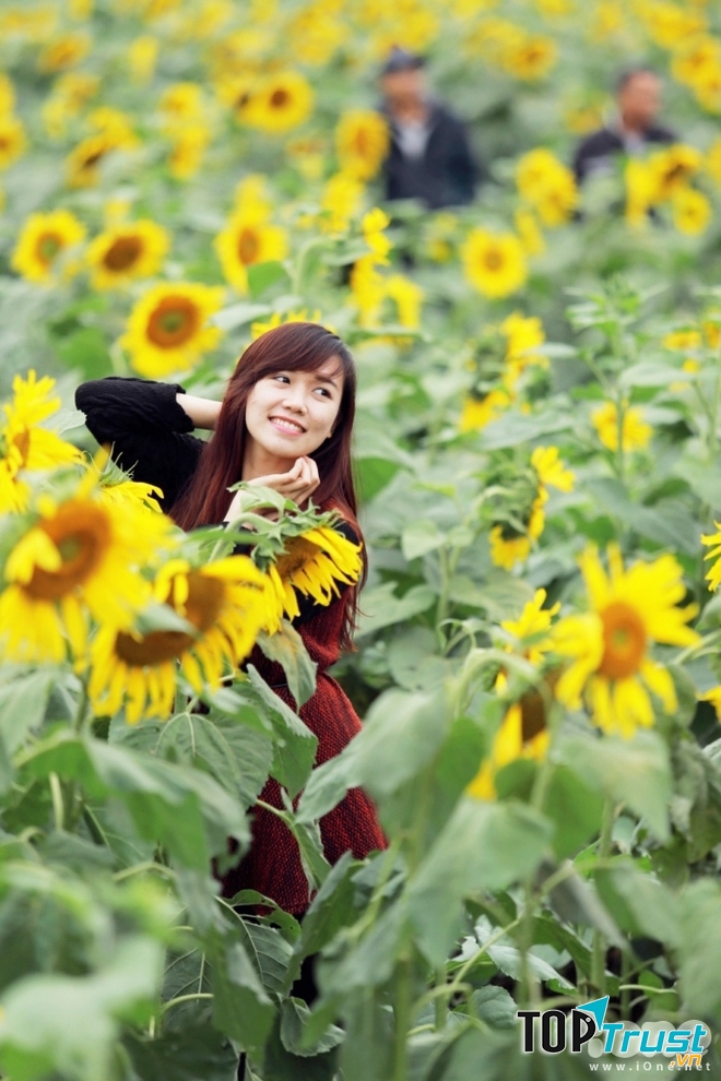 Hoa hướng dương đua nhau khoe sắc