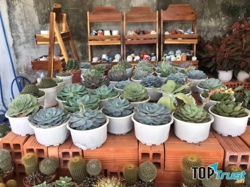 Thắng Lợi Sen đá - Xương rồng - Chậu kiểng