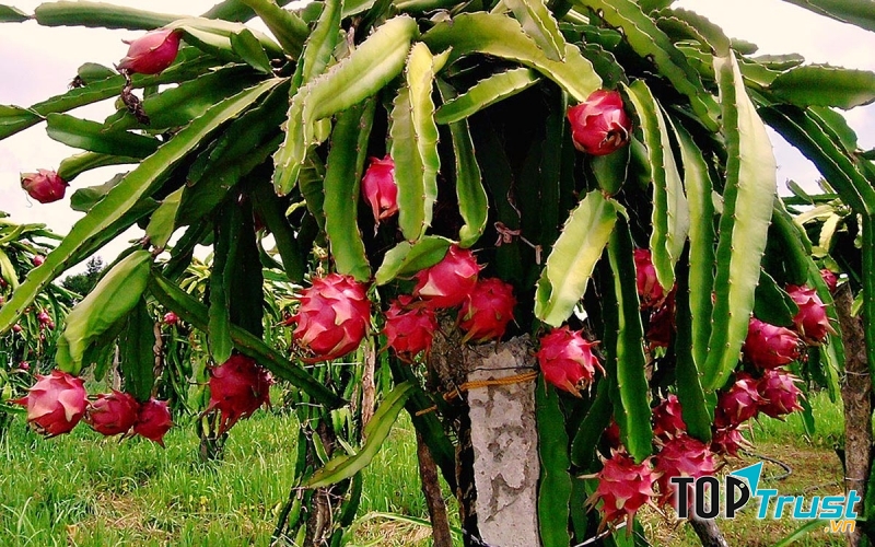 Trái thanh long mát ngọt