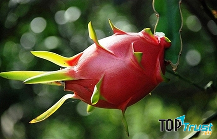 Thanh Long (Tỉnh Bình Thuận)