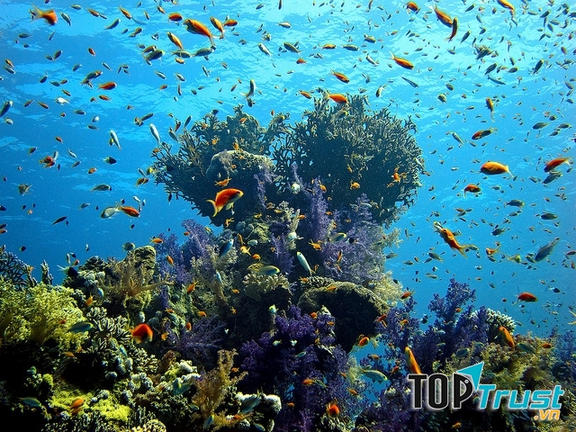 Bờ biển đỏ - Ai Cập