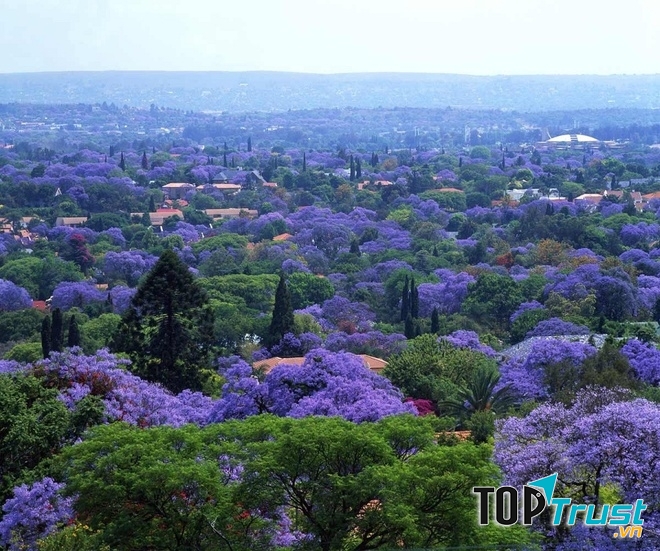 Thành phố Pretoria – thiên đường hoa phượng tím giữa lòng Nam Phi