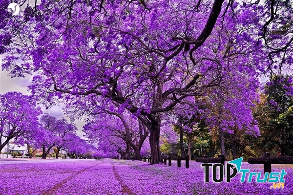 Thành phố Pretoria – thiên đường hoa phượng tím giữa lòng Nam Phi