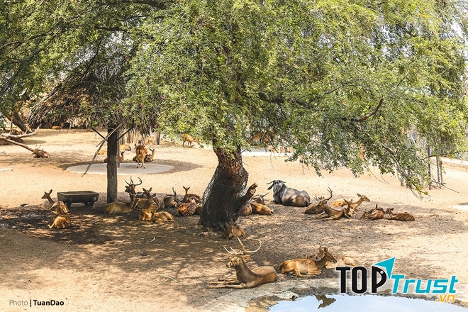 Nhìn ảnh này khiến ta liên tưởng đang ở một công viên hoang dã nào đó bên tận châu Phi