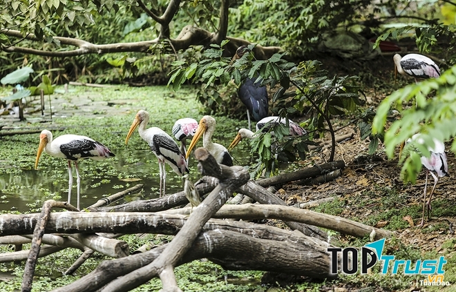 Giữa Thảo Cầm Viên có một hồ sen cũng là nơi cư trú của nhiều loài chim