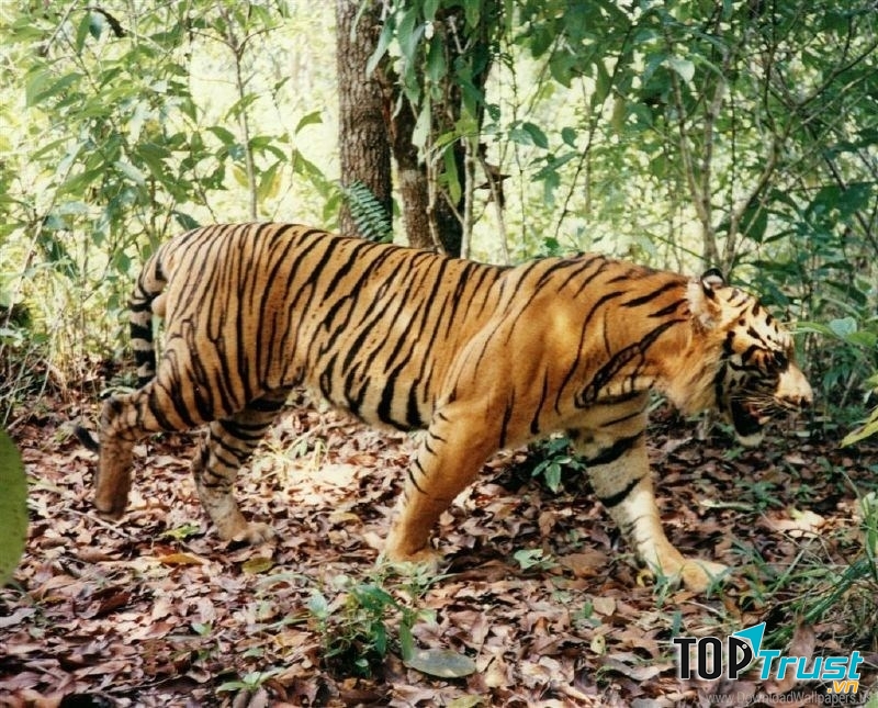Chú hổ tại Thảo Cầm Viên