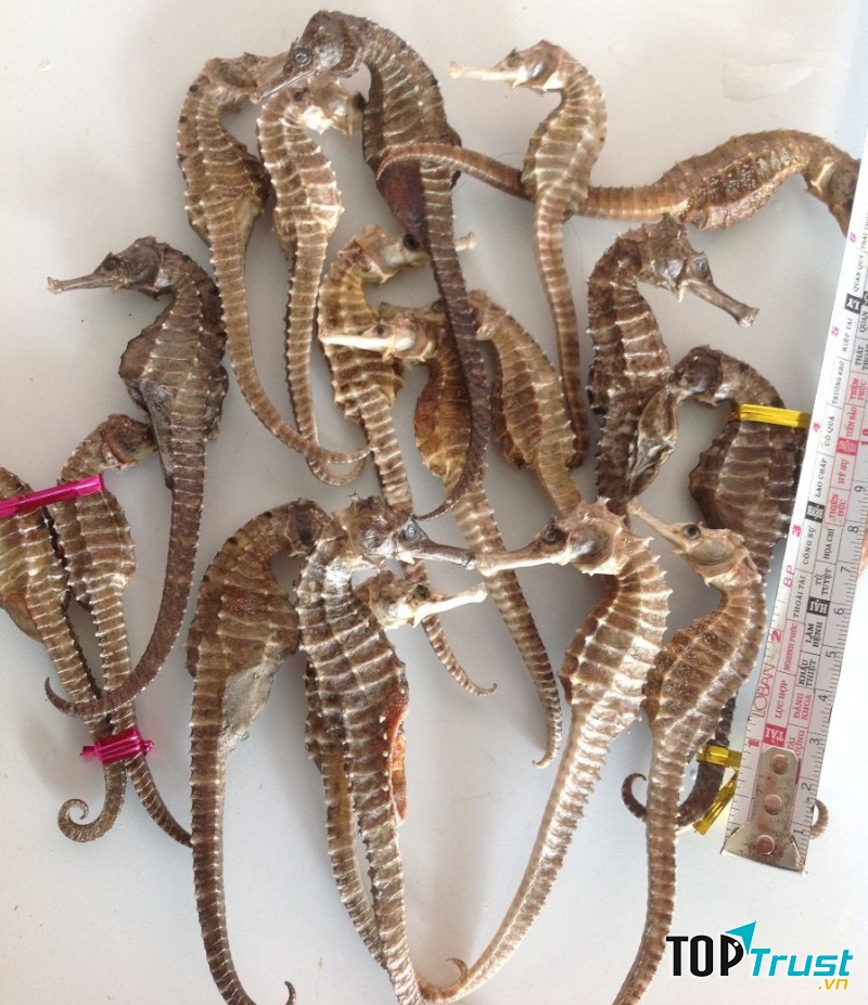 Thảo dược ba miền