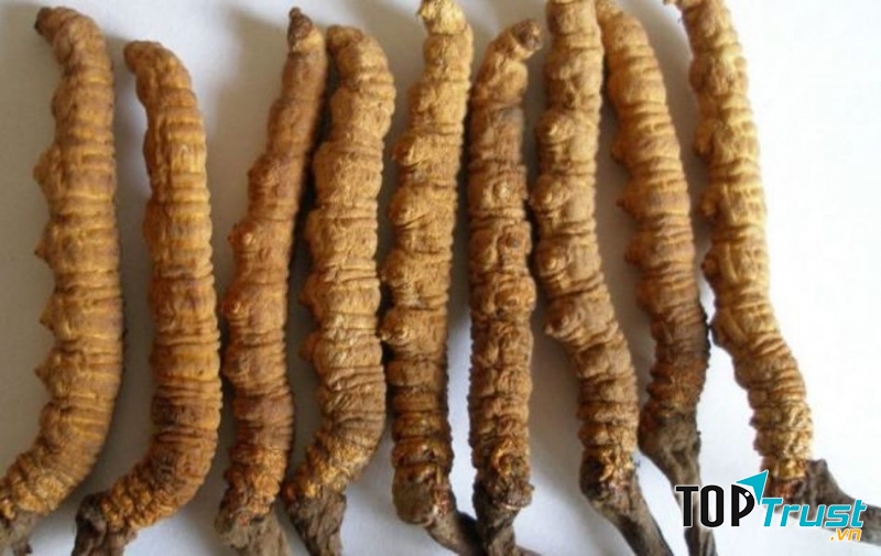 Sản phẩm đông trùng hạ thảo khô nhập từ tây tạng