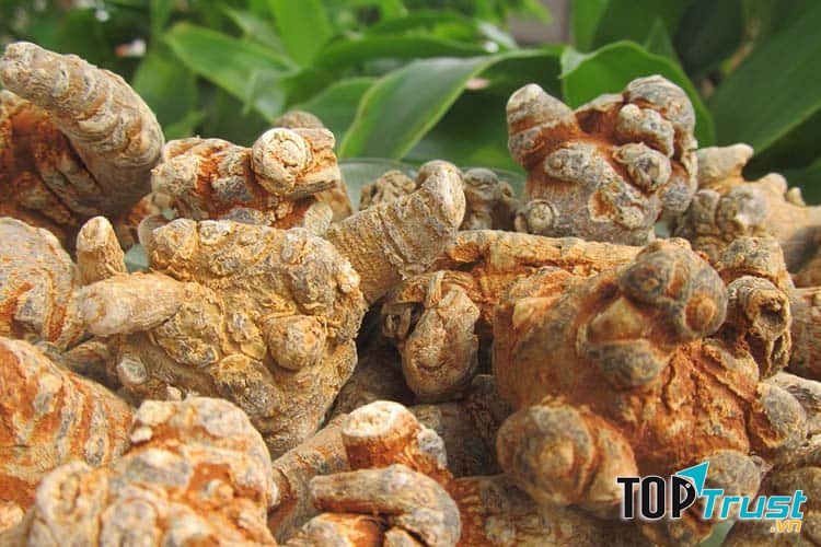 Thảo dược Tấn Đạt