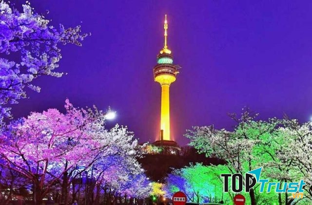 Vào mùa xuân tháo Namsan còn thơ mộng hơn dưới những tán hoa anh đào
