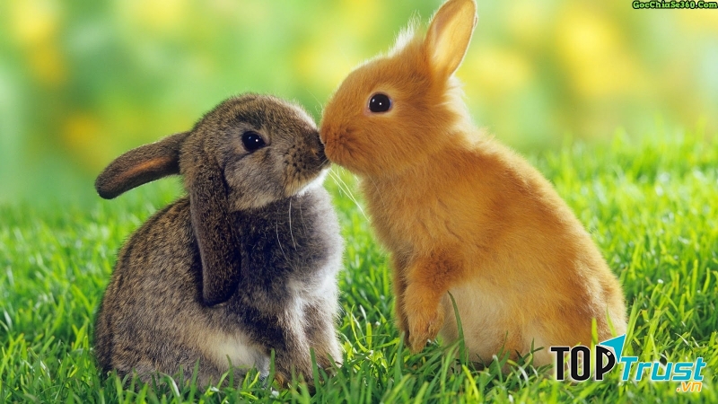 Thật sự không cần quay đầu lại xem người nguyền rủa bạn là ai? Chẳng lẽ khi bị chó điên cắn một phát, bạn phải chạy đến cắn con chó đó một phát?