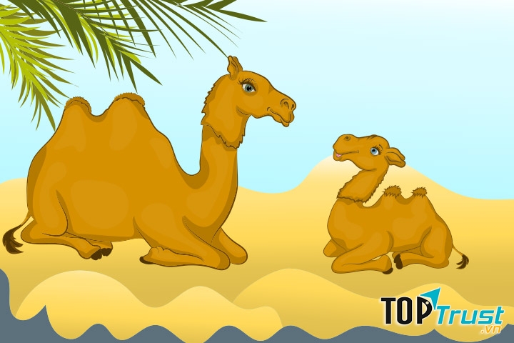 The Camel And The Baby