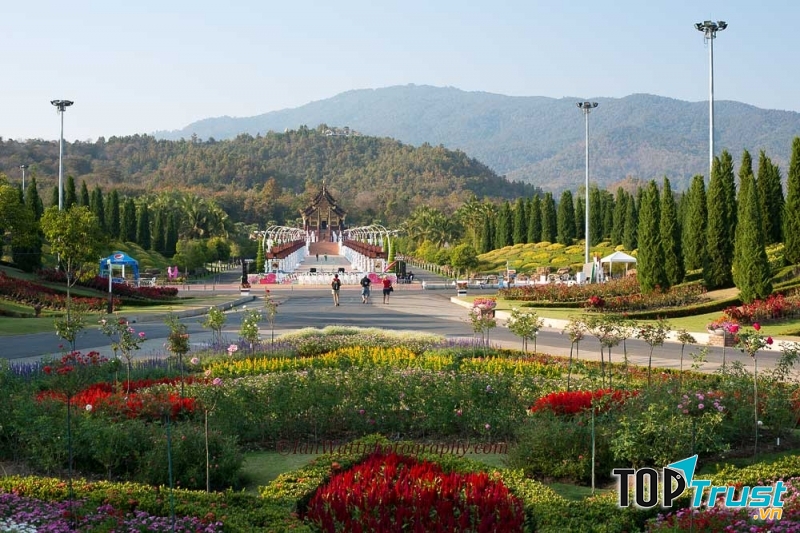 Chiang Mai ngập tràn các loại hoa đẹp