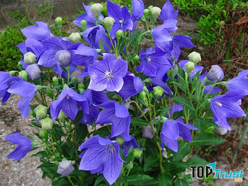 Hạt giống hoa cát cánh