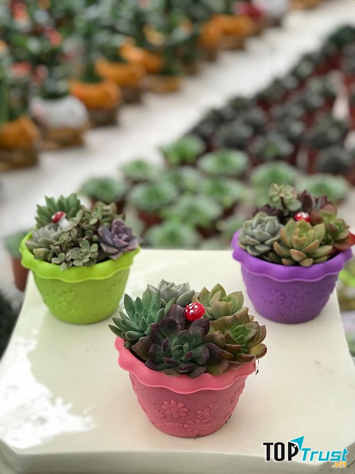 Thế giới cây và hoa Kiên Cường
