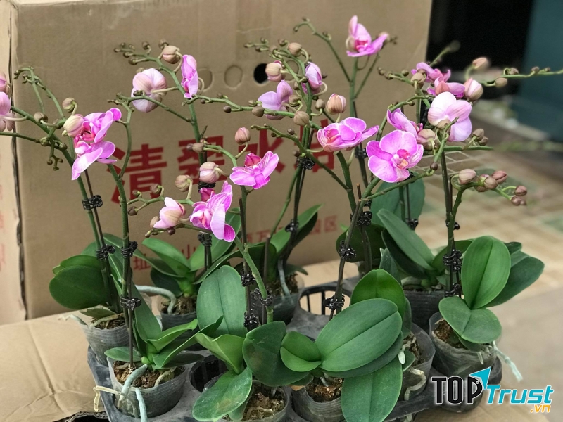 Thế giới cây và hoa Kiên Cường