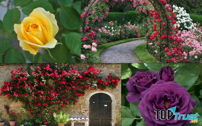 Hơn 300 loài hoa hồng sẽ được xuất hiện trong lễ hội