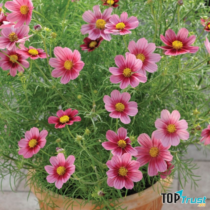 Thế giới hạt giống hoa