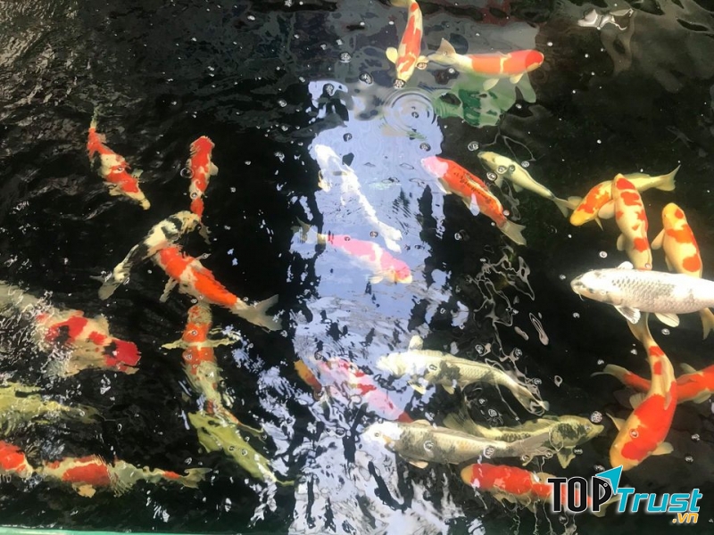 Thế Giới Koi - Koilover