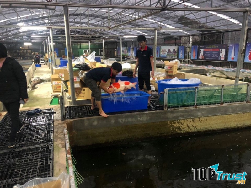 Thế Giới Koi - Koilover