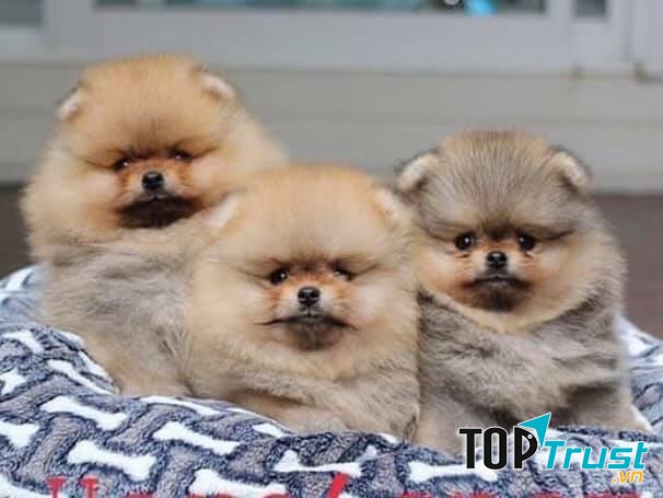 Thế Giới Thú Cưng