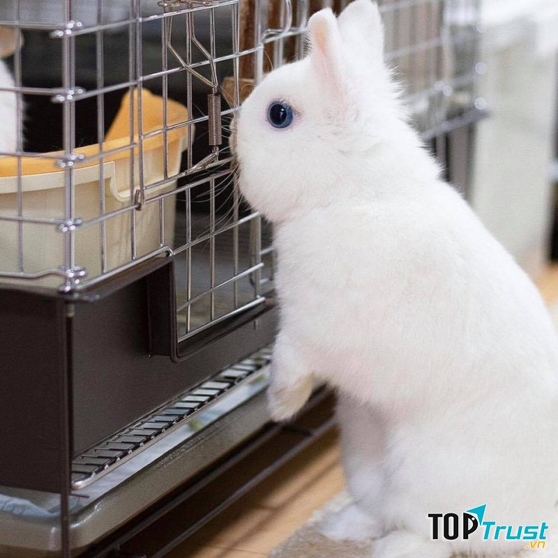 Thế Giới Thú Cưng (Thucung.vn)