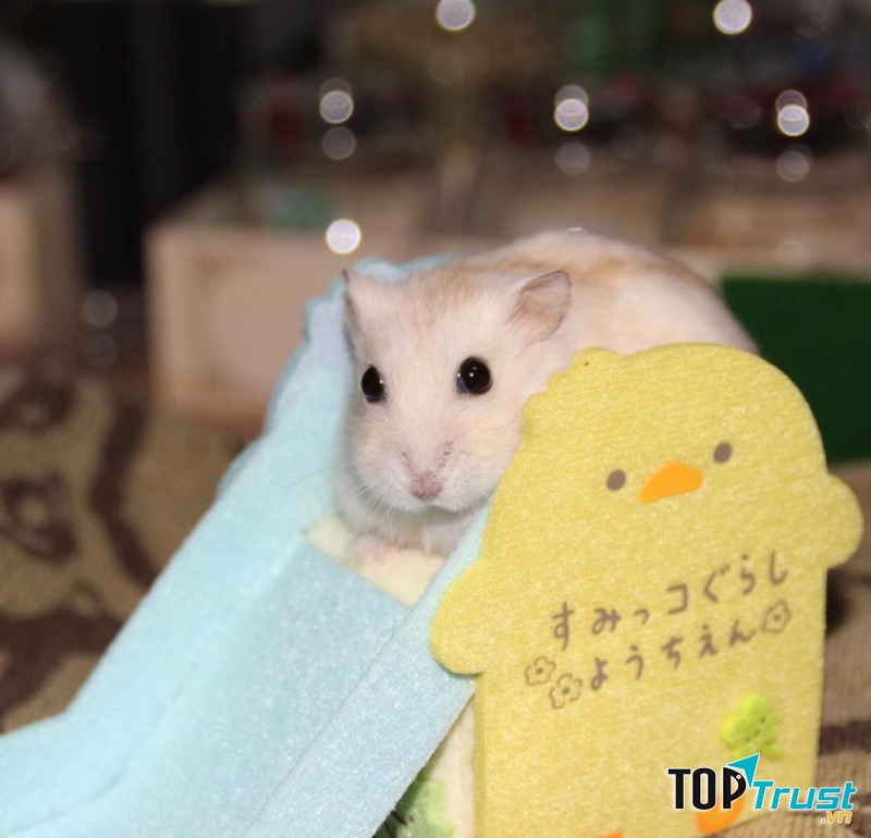 The Hamter Hạ Long Quảng Ninh