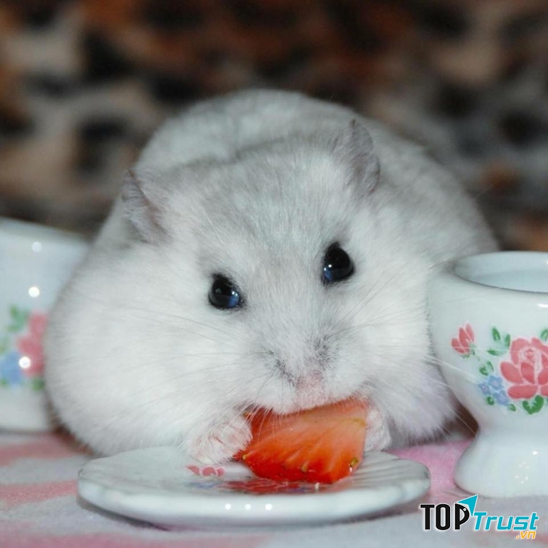 The Hamter Hạ Long ﻿﻿﻿Quảng Ninh