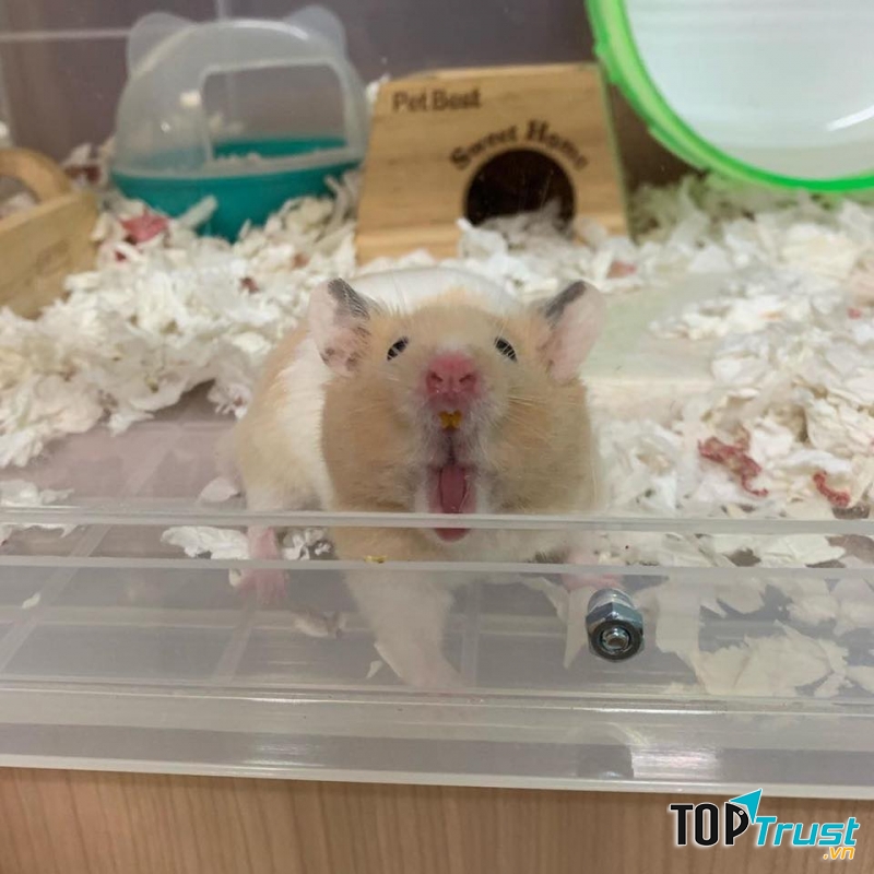 The Hamter Hạ Long ﻿﻿﻿Quảng Ninh