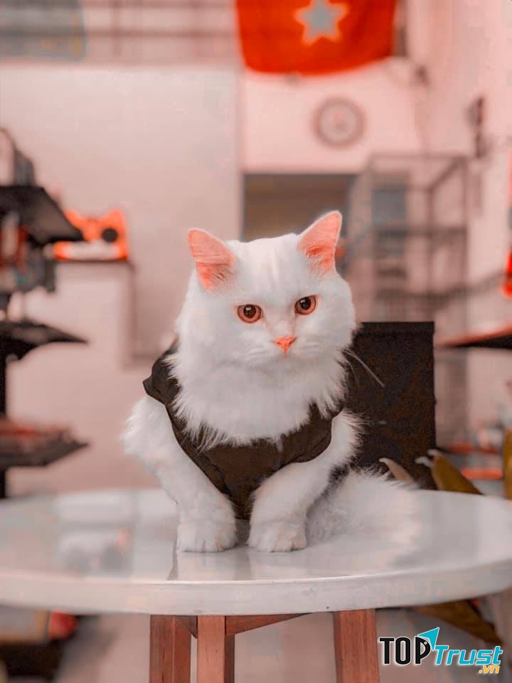 The PAW House