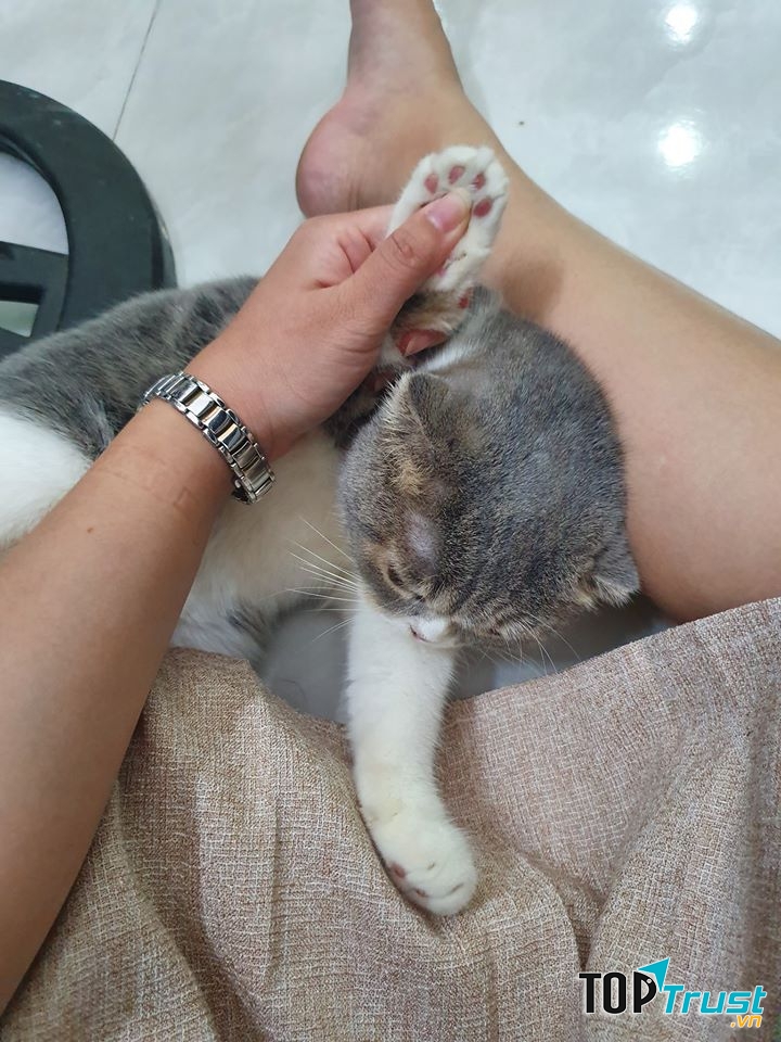 The PAW House