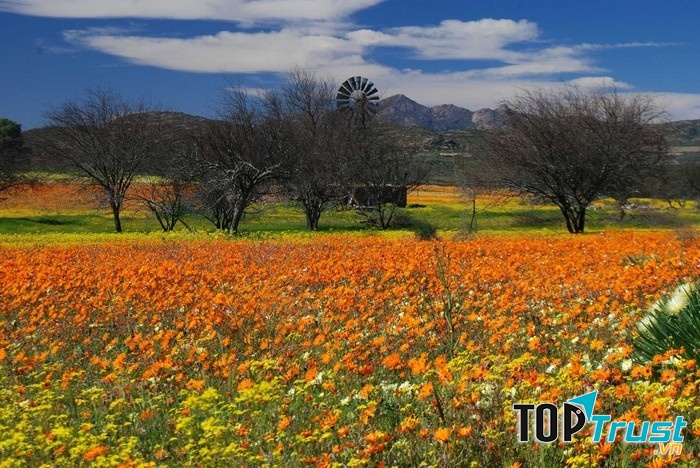 Hoa cúc ở Namaqualand