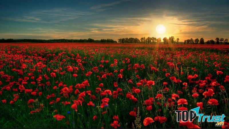Thiên đường hoa poppy