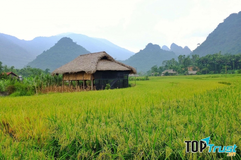 Thiên nhiên trong lành