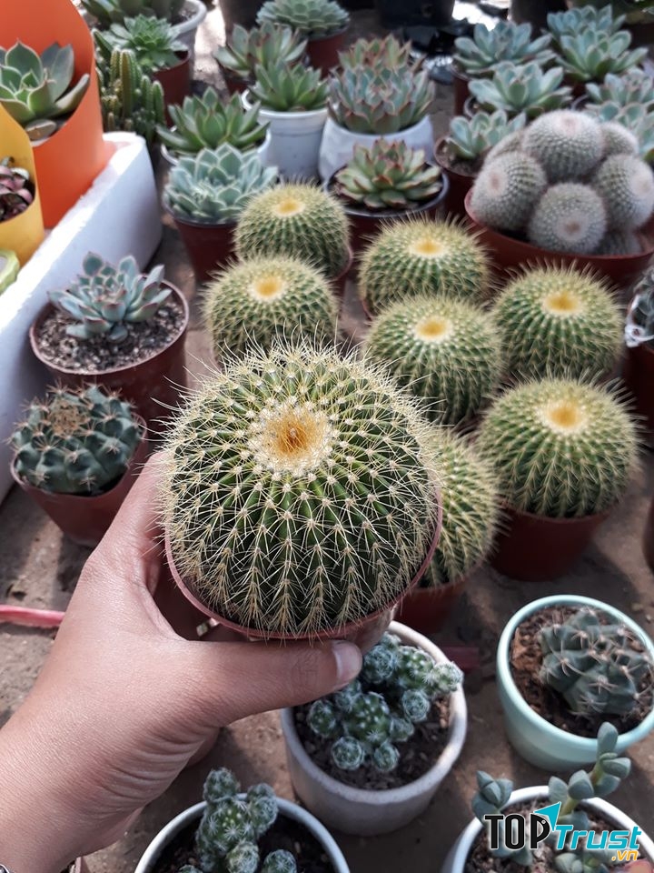 Xương rồng tại Thiên Nhiên Trong TầmTay