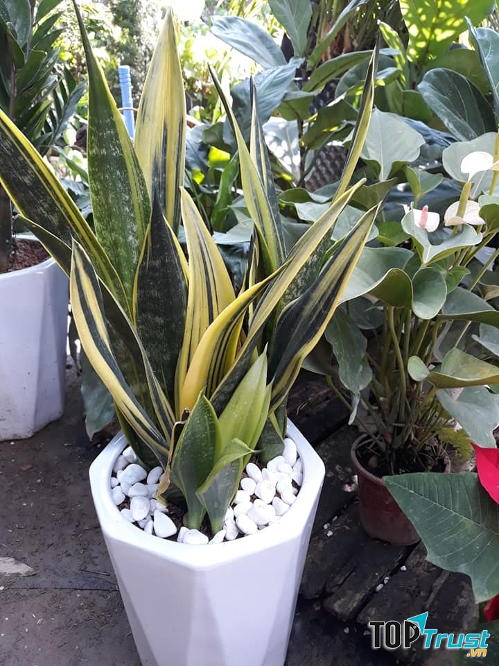 Cây trang trí nội thất tại Thiên Nhiên Trong TầmTay