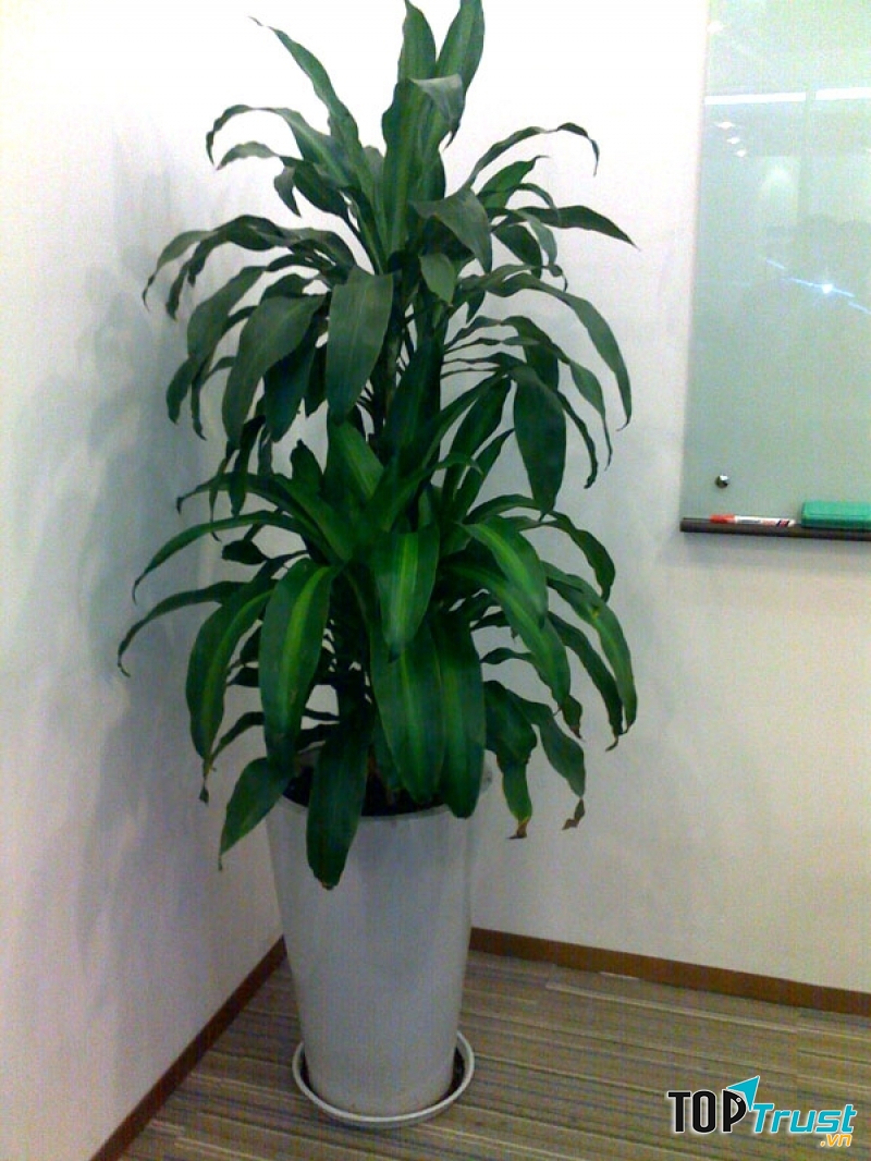 Cây thiết mộc lan