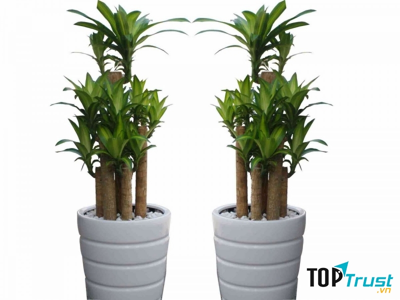 Thiết mộc lan có tác dụng hấp thụ khí độc