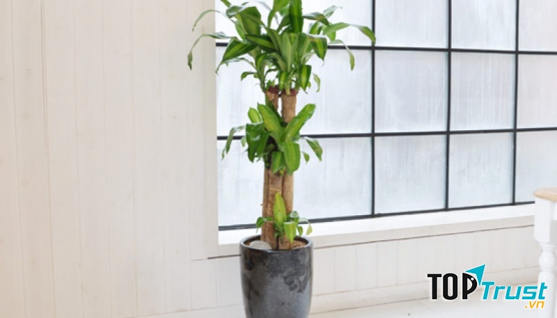 Cây thiết mộc lan