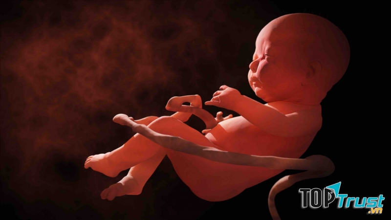 Tim thai không đập, đập yếu là dấu hiệu thai yếu hoặc thậm chí thai chết lưu.