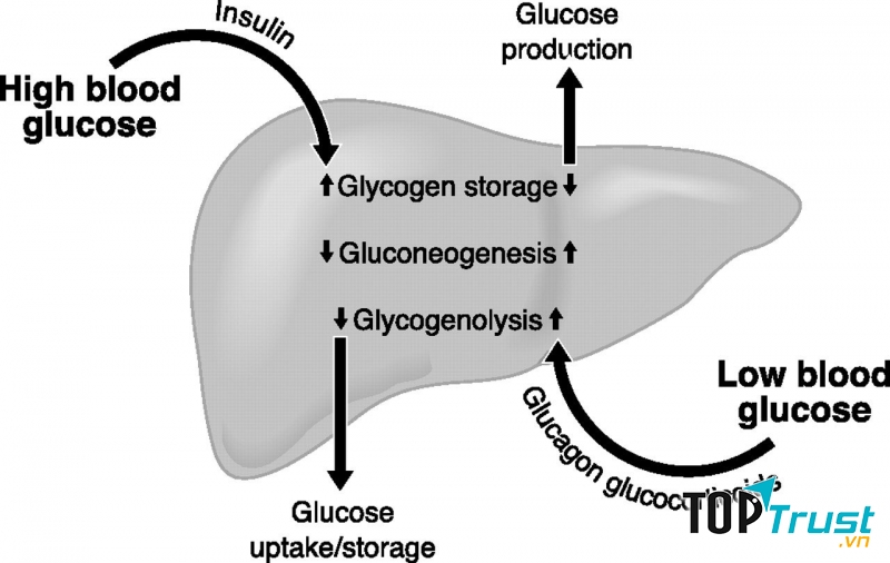 Insulin trong cơ thể
