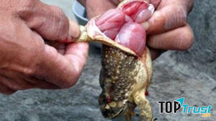 Lượng độc tố trong một con cóc có thể gây chết 4 - 5 người lớn khỏe mạnh.