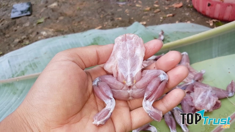 Thịt cóc có thể gây ngộ độc