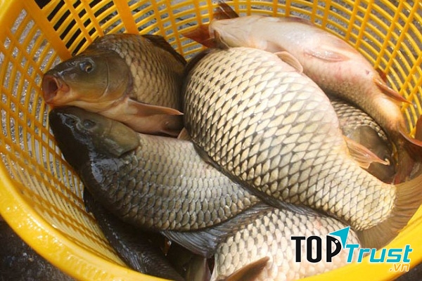 Thịt gà kiêng ăn với cá chép