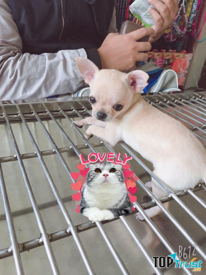 ThiThi Pet Clinic & Pet Shop